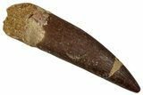 Fossil Plesiosaur (Zarafasaura) Tooth - Morocco #354691-1